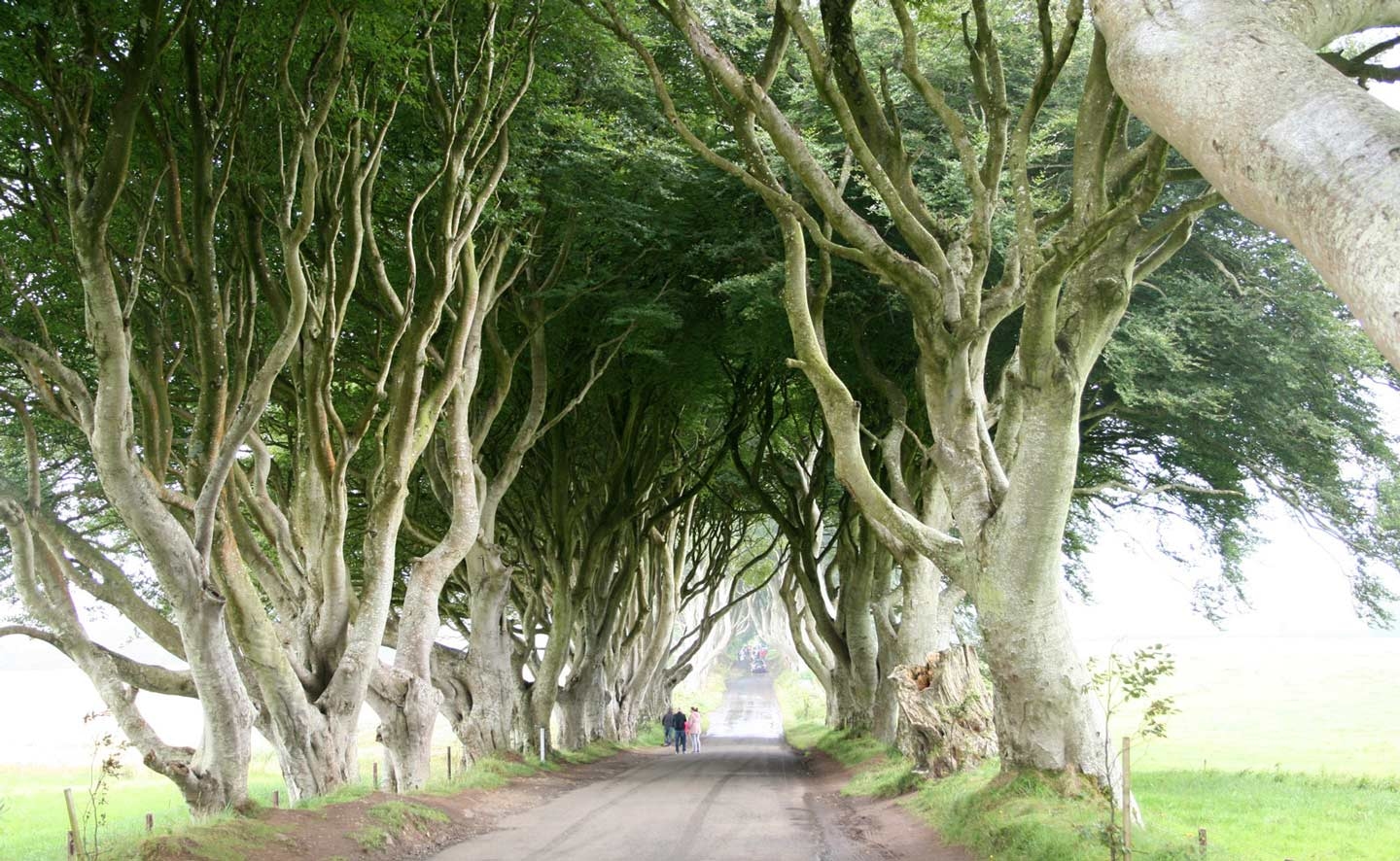 Bomen